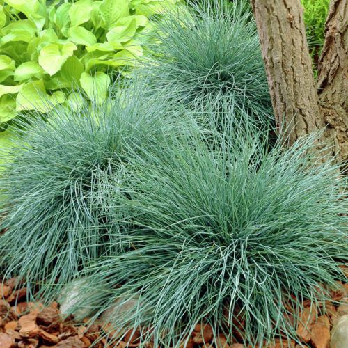 FESTUCA